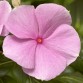 Vinca (Catharanthus Roseus) Cora "Light Pink" - во саксија Ø10